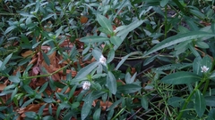 Alternanthera philoxeroides