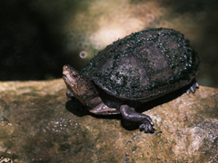 Kinosternon scorpioides