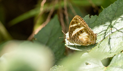 Ptychandra lorquinii