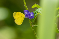 Eurema blanda