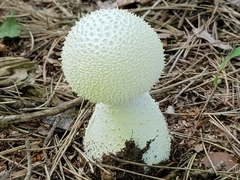 Amanita virgineoides