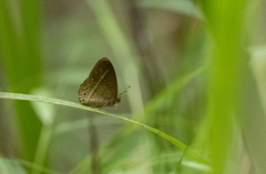 Mycalesis janardana