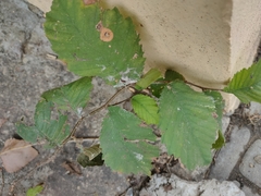 Ulmus glabra