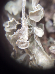 Ramalina leptocarpha