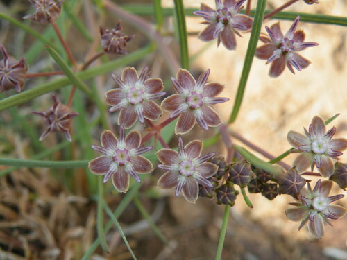 Northern Meadow-Star (Asclepias brevipes)