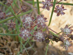 Asclepias brevipes