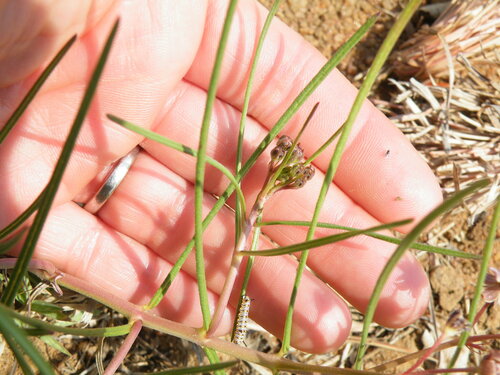 Image of Asclepias brevipes by (c) Antoinette Eyssell Knox, some rights reserved (CC BY-SA)