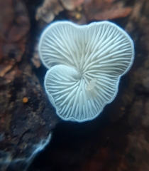Crepidotus variabilis