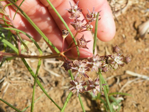 Image of Asclepias brevipes by (c) Antoinette Eyssell Knox, some rights reserved (CC BY-SA)