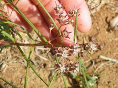 Asclepias brevipes