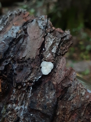 Crepidotus variabilis