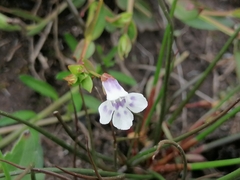Lindernia parviflora