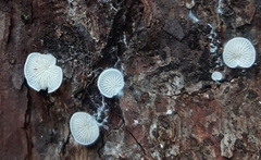 Crepidotus variabilis