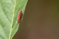 Cicadellinae