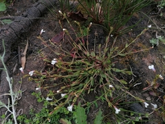 Lindernia parviflora