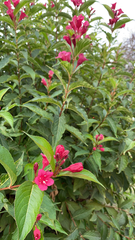 Weigela