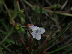 Lindernia parviflora