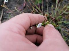 Lindernia parviflora