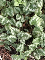 Lamium galeobdolon argentatum
