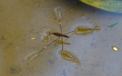 Limnometra
