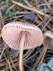 Mycena seynii