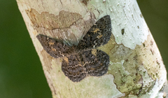 Amblychia praeumbrata