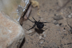 Latrodectus cinctus