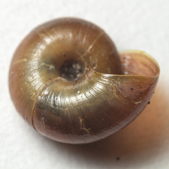 Austrorhytida