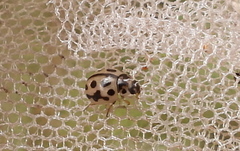 Tytthaspis sedecimpunctata