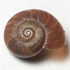 Austrorhytida