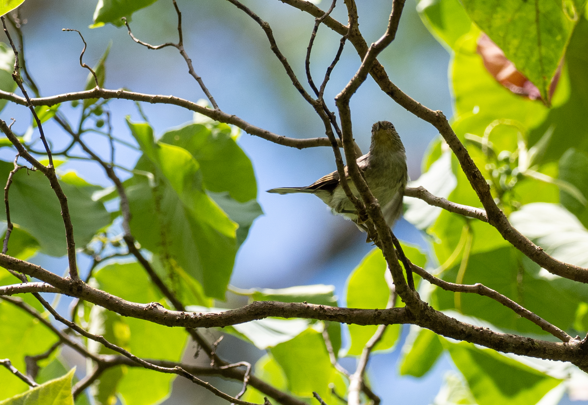 Rusty-crowned Babbler (Sterrhoptilus capitalis), photo 2