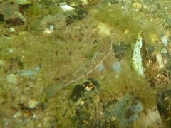 Pomatoschistus pictus