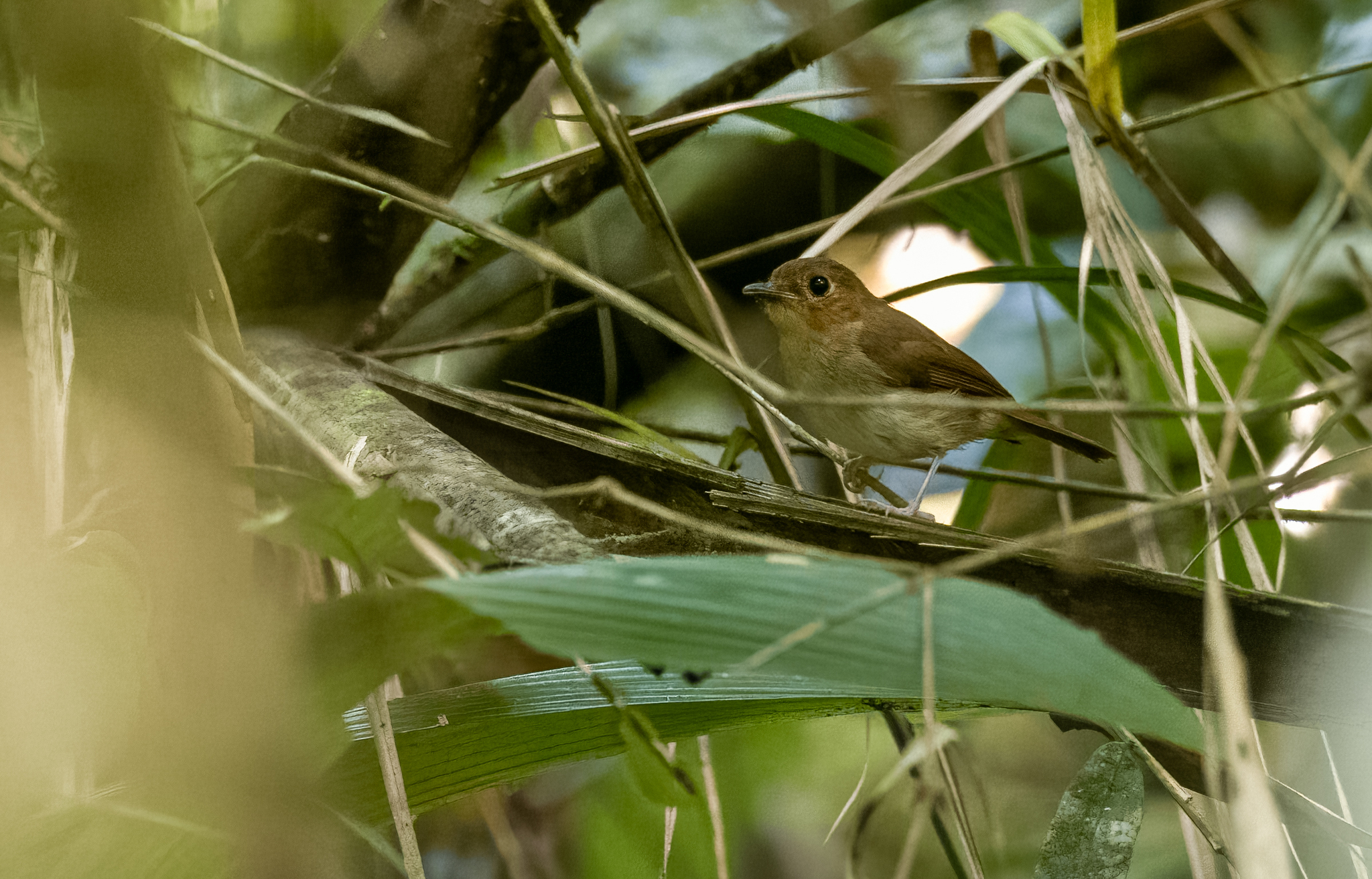 Cryptic Flycatcher (Ficedula crypta), photo 3