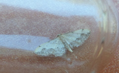 Idaea efflorata