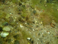 Pomatoschistus pictus