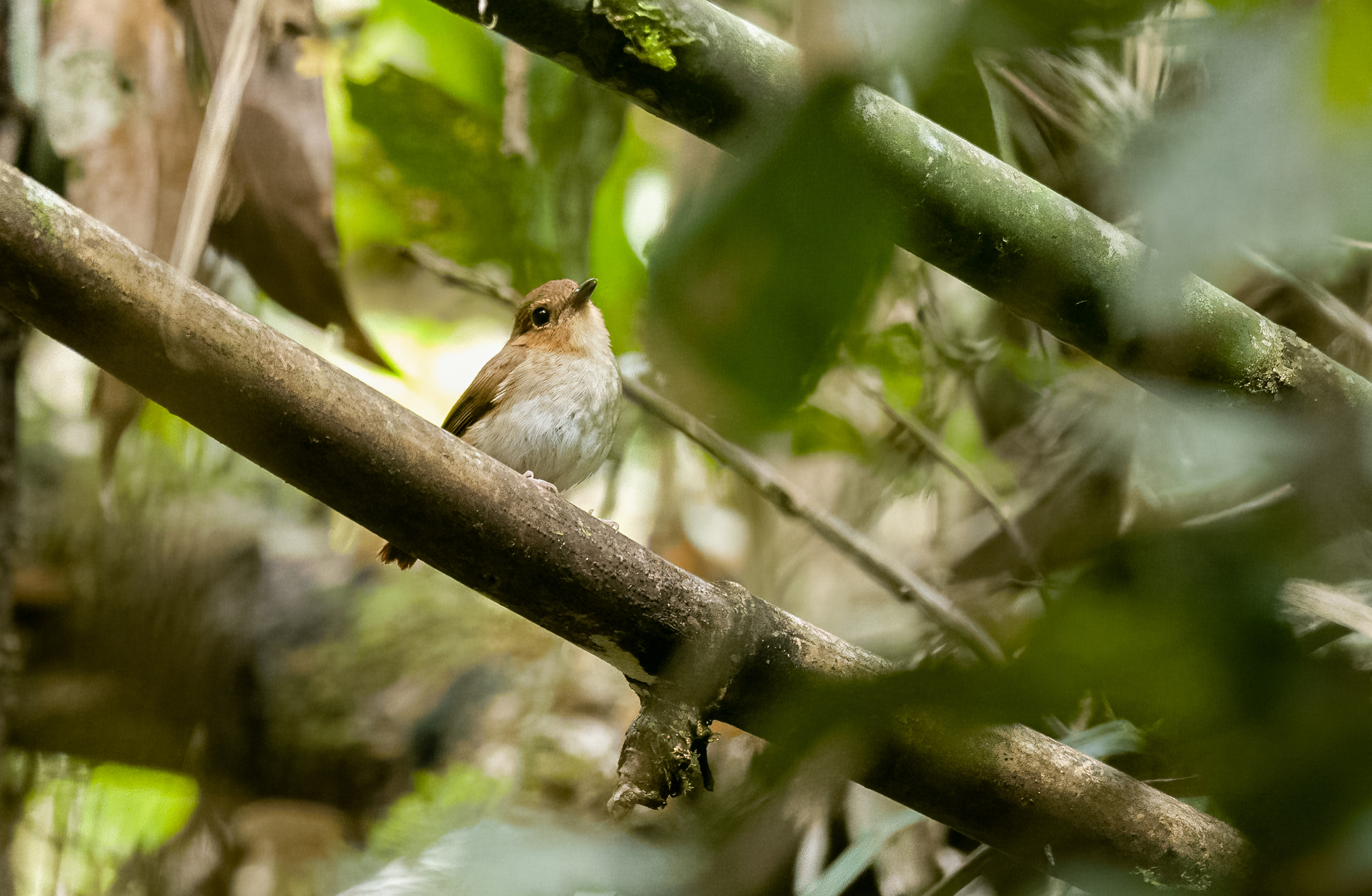 Cryptic Flycatcher (Ficedula crypta), photo 4