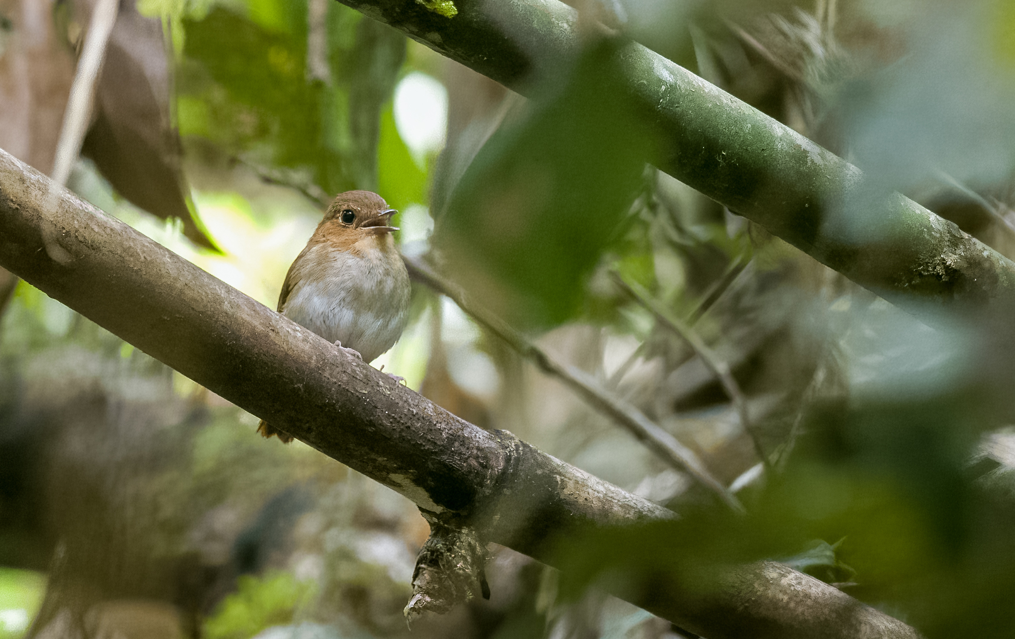 Cryptic Flycatcher (Ficedula crypta), photo 5