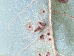 Caryomyia albipilosa