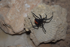 Latrodectus cinctus
