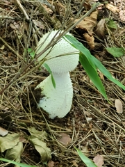 Amanita virgineoides