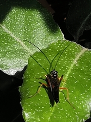Pimpla rufipes