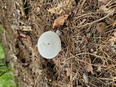 Amanita virgineoides