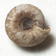 Scelidoropa officeri