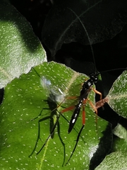 Pimpla rufipes