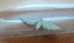 Idaea longaria
