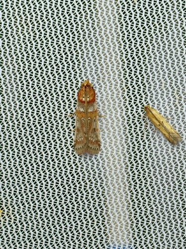 Rusty-banded Adelphia Moth photo 3