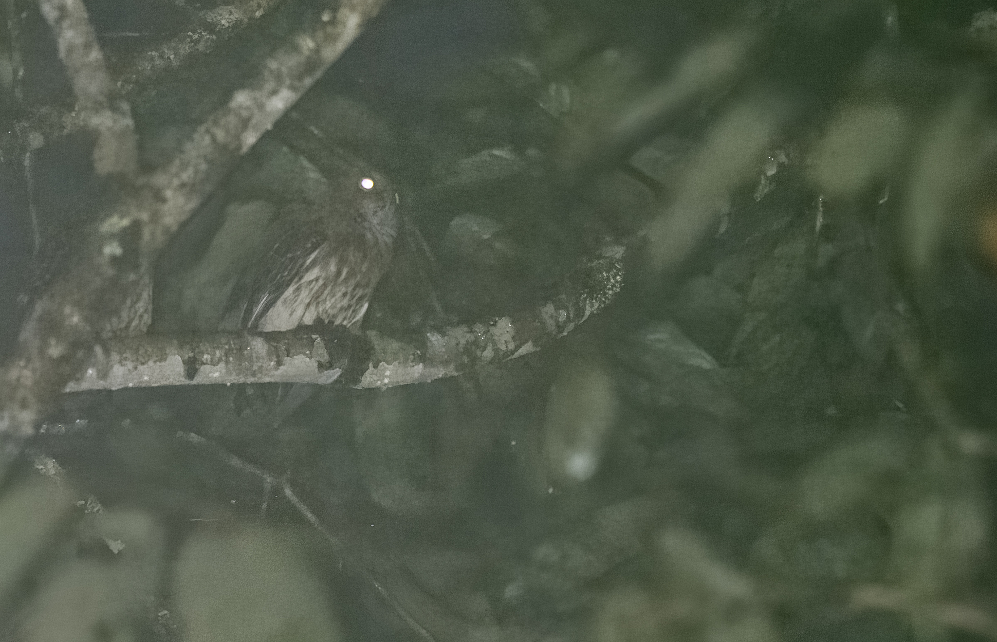 Mindanao Boobook (Ninox spilocephala), photo 3