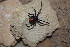 Latrodectus cinctus