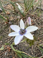 Ixia versicolor