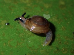 Ovachlamys fulgens